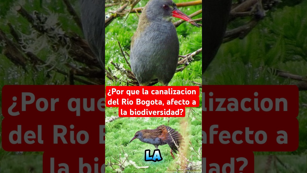 Río Bogotá no es un canal, es un sistema vivo maltratado: La extinción de aves