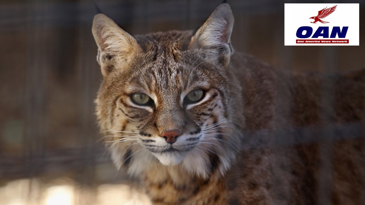 Is Bobcat Trapping Cruel or Conservation? Indiana Debate Explodes