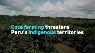 Coca farming threatens Peru’s indigenous territories