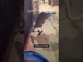 Police respond to call about kangaroo on the loose  - 00:36 min - News - Video