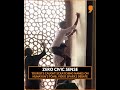 Viral Video Shows Tourists Vandalizing Humayun’s Tomb, Sparks Outrage | News9 | #ytshorts