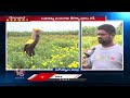 Marigold Cultivation In Jagtial | Farmer Earns Huge Profits | Ground Report | V6 News - 13:24 min - News - Video