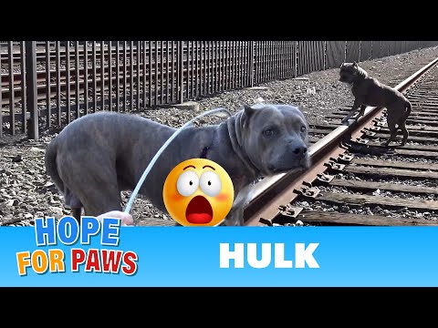 The sheriff had to stop the train so we can save a badly injured PitBull.