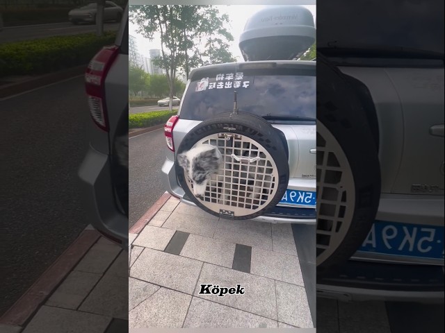 Arabada ekstra terasta etkinleştirilmiş çift kapılı duyular seti#shortvideo