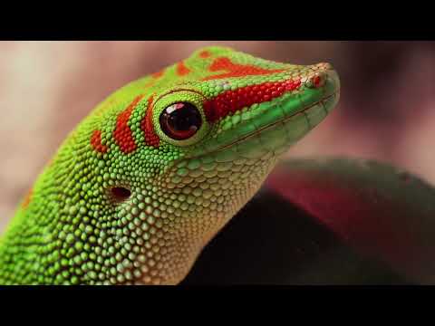 Majoituspaikan video
