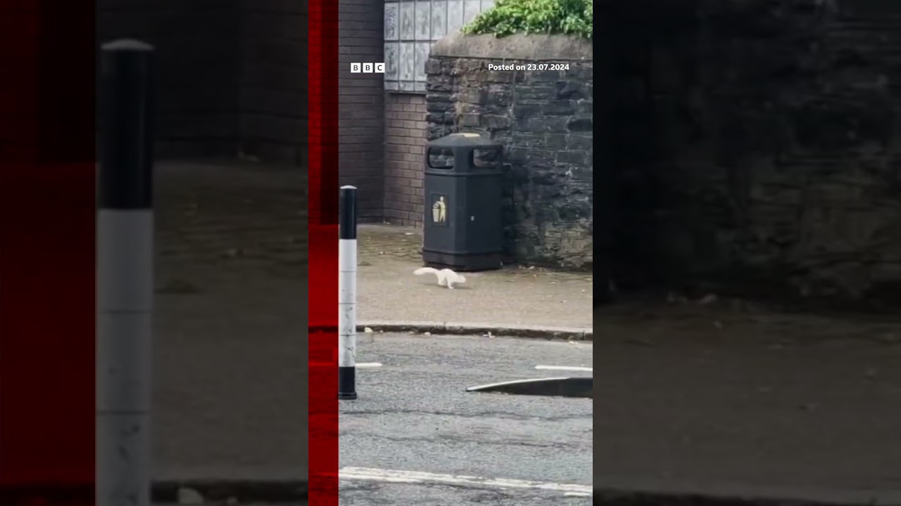 A one-in-100,000 white squirrel was spotted on the streets of Caerphilly. #Wales #BBCNews