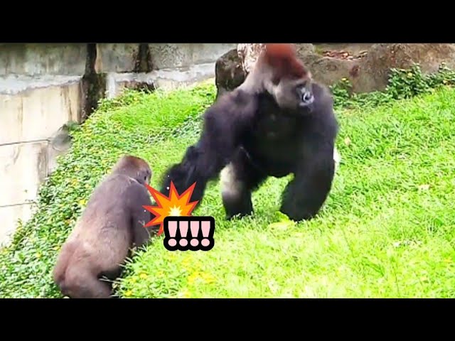 Tayari Says to Her Husband: “Why Didn’t You Give Me a Hand?😆🤪塔莉對老公說：「為什麼不拉我一把啦？」語氣裡滿滿委屈又撒嬌～😆💞
