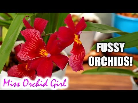 The fussy Orchids - what makes them finicky?