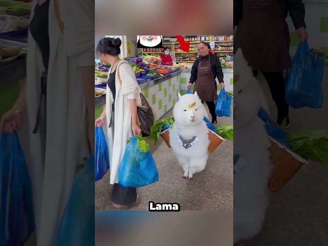 Niedliches Lama und Besitzerin gehen einkaufen und kaufen alles Gemüse 🥰