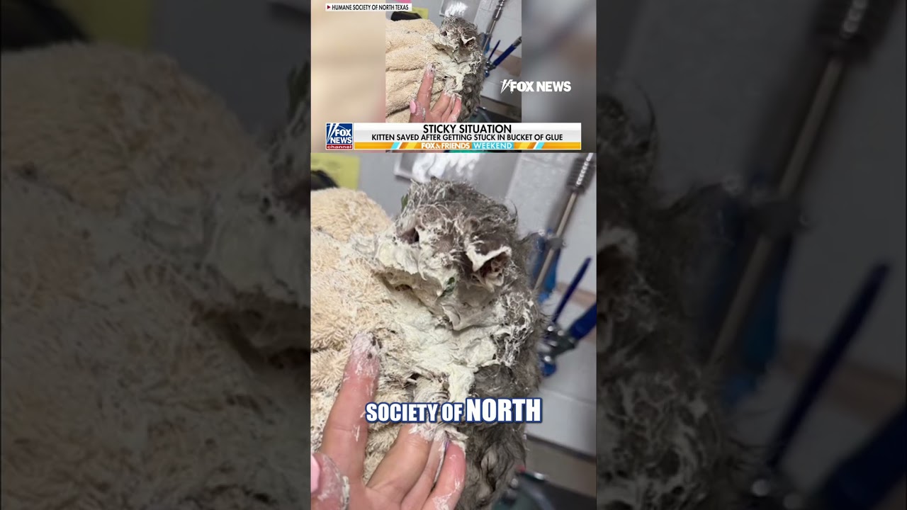 Kitten rescued after getting stuck in a bucket of glue #foxnews #news #us #fox