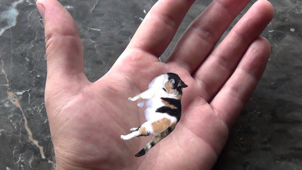 Worlds Smallest Cat YouTube