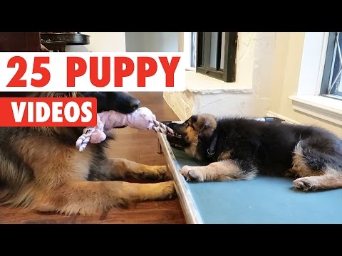 25 Cute Puppy Videos Compilation 2017