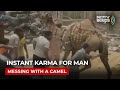Instant Karma For Man Messing With A Camel
