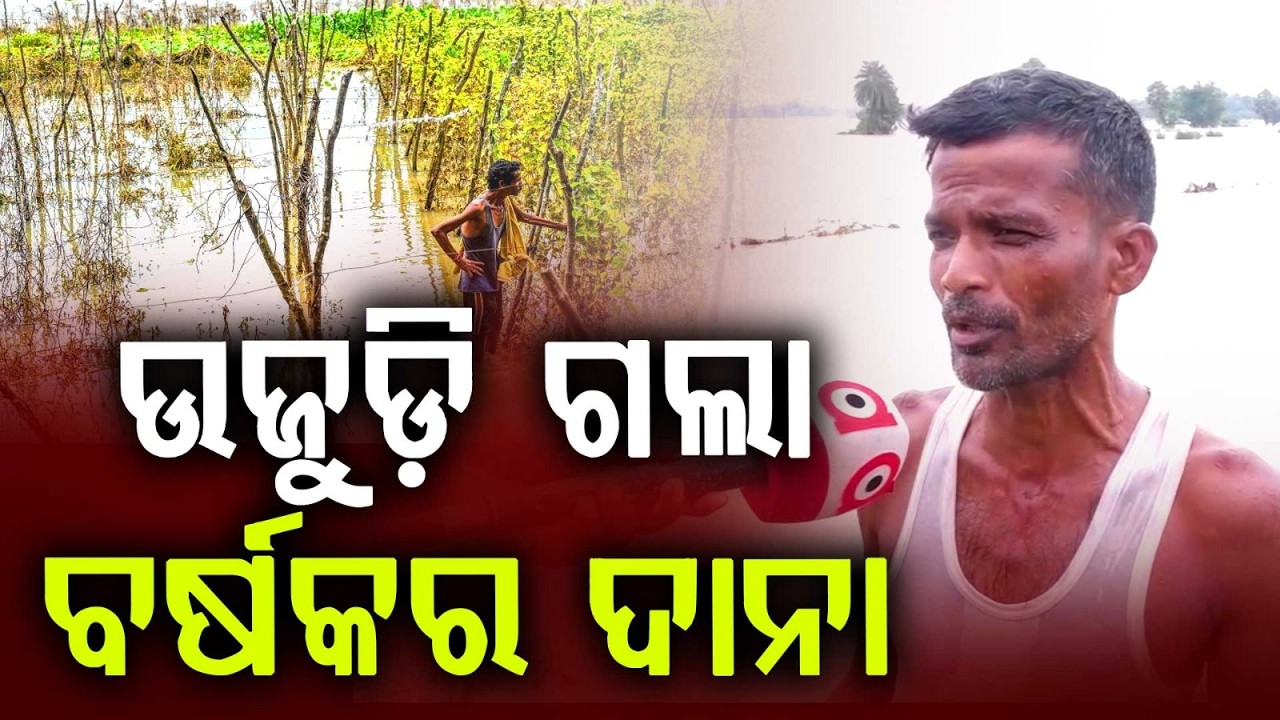 100 Feet Breach In Kharasrota River Submerges Farmland In Binjharpur | Jajpur Flood | Argus News