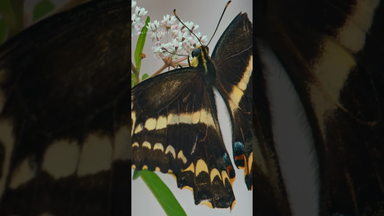 Welcome back, beauty! 🦋✨ #AmericasNationalParks