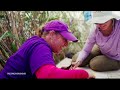 Scientists face ecological and economic hurdles to save Mississippi River Delta  - 08:55 min - News - Video