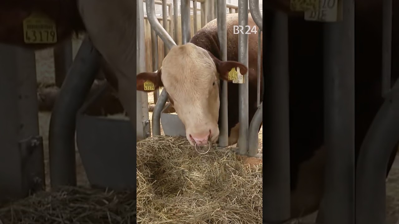 Melodie: Das muss ein Rekord-Zuchtbulle liefern | vor Ort | BR24 Shorts