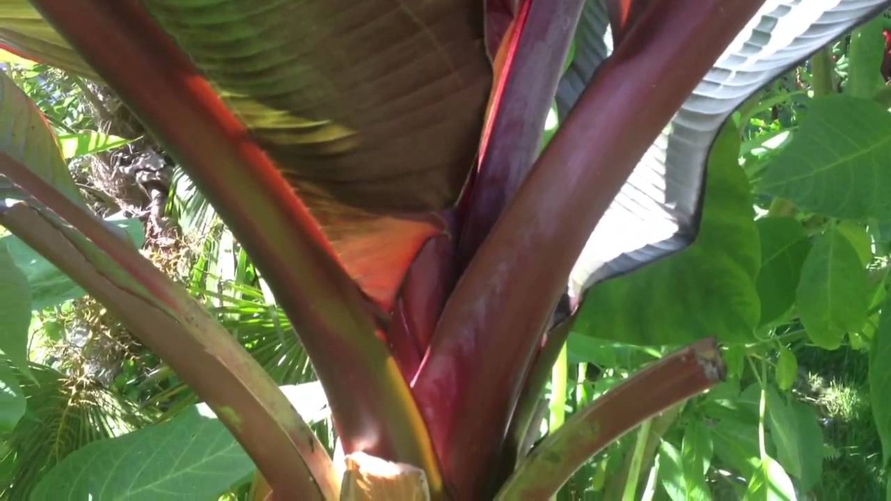 abyssinian banana tree soil how to choose the right type