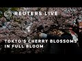 LIVE: Tokyos cherry blossoms in full bloom | REUTERS