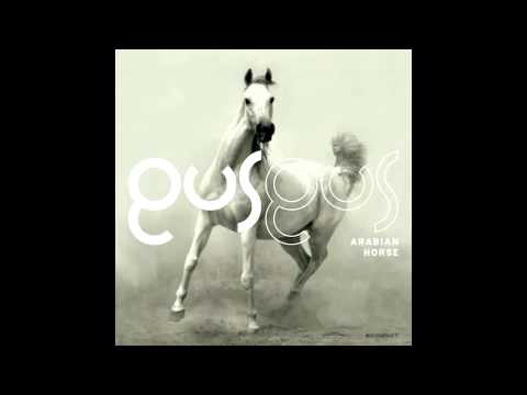 Gus Gus - Arabian Horse