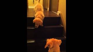 大狗教小狗如何下樓梯