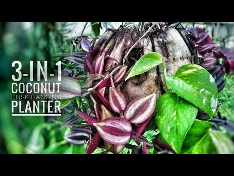 How to Make 3-in-1 Hanging Planter | Using Coconut Husk