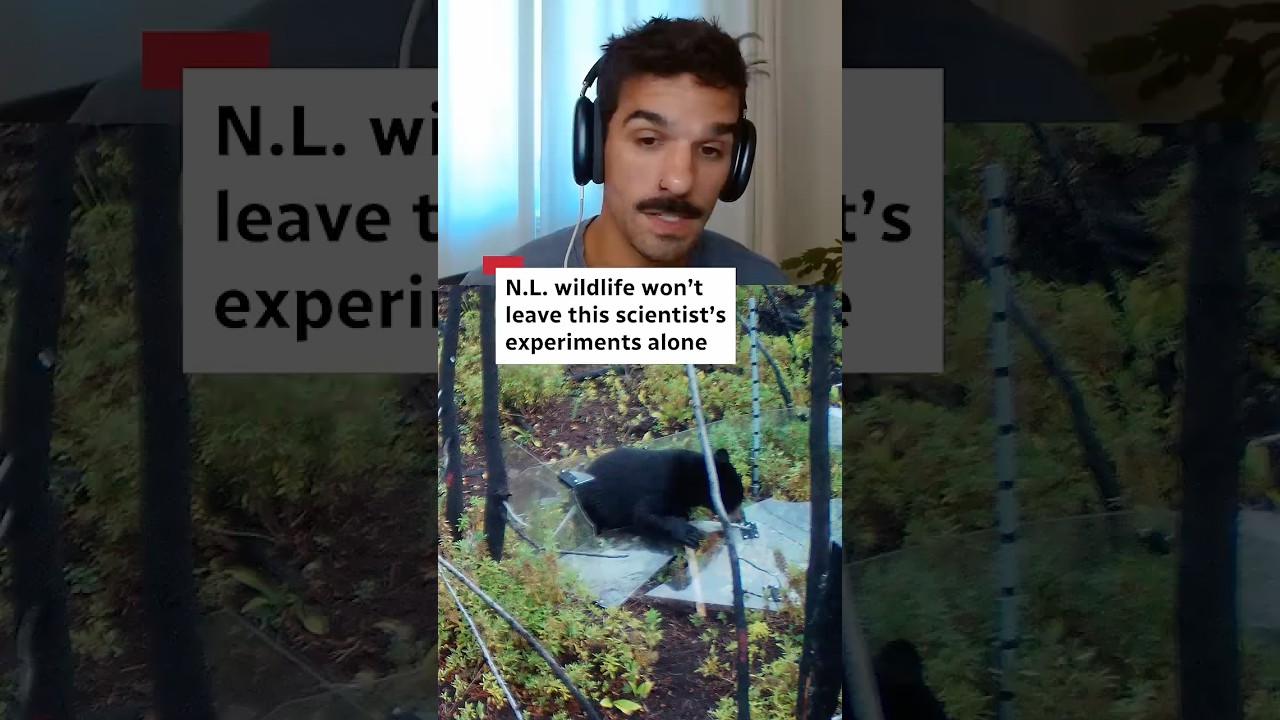 N.L. wildlife won’t leave this scientist’s experiments alone
