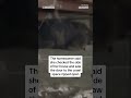 Bear breaks into basement of California home  - 00:30 min - News - Video