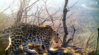 «Поющий» леопард попал на видео туристов в нацпарке в Приморье