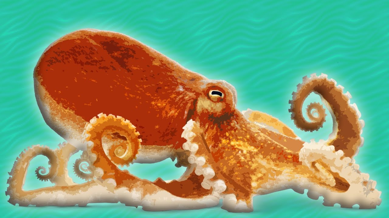 Осьминог на английском. Octopus for Kids. Octopus facts for Kids. Загадка про осьминога на английском.