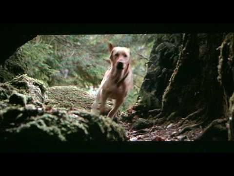 Far from Home: The Adventures of Yellow Dog'