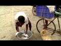 Una señora lavando pescados.