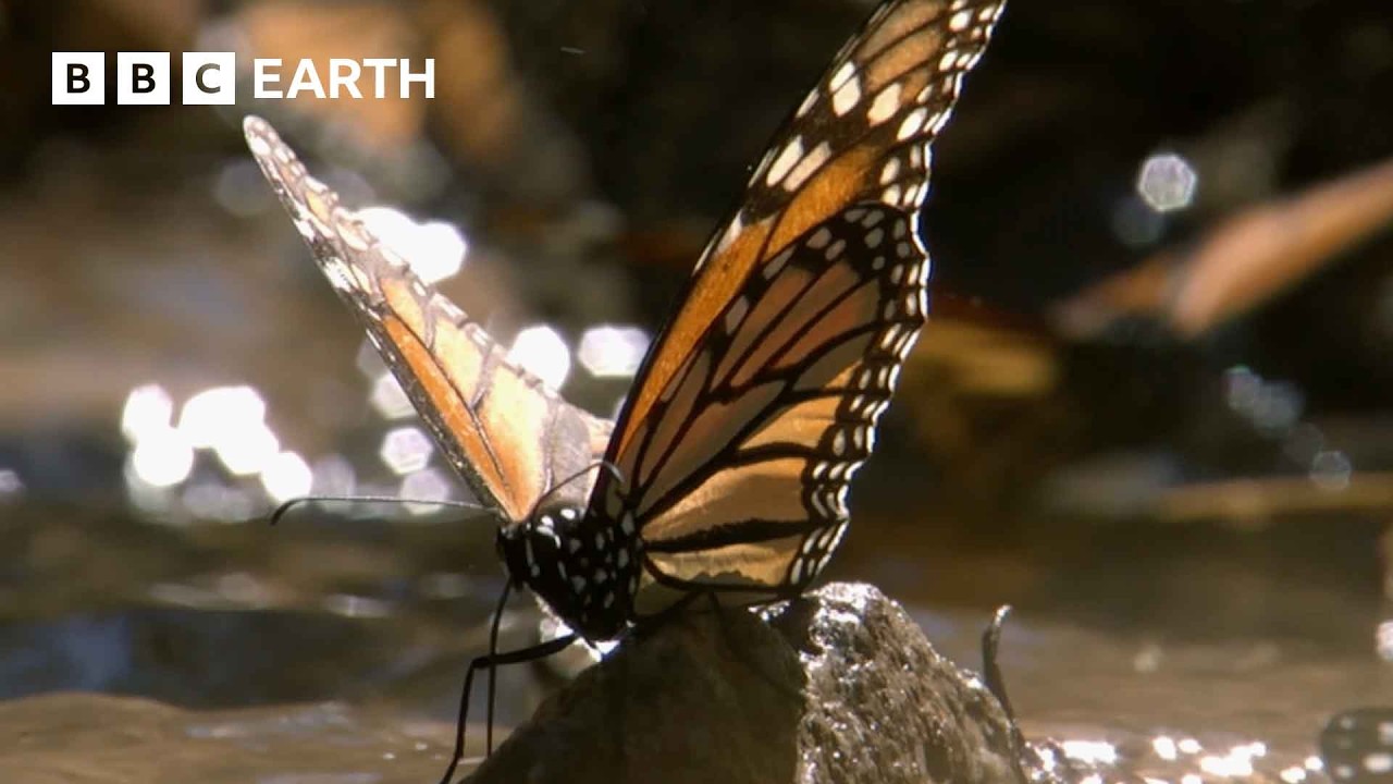 A Breathtaking Swarm of 100 Million Butterflies | Earth's Great Seasons | BBC Earth