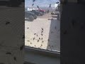 Swarm of crickets covers home in Nevada  - 00:48 min - News - Video