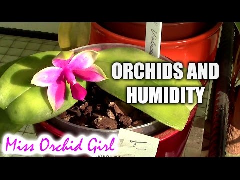 Orchids suited for low and high humidity - Casual Sundays