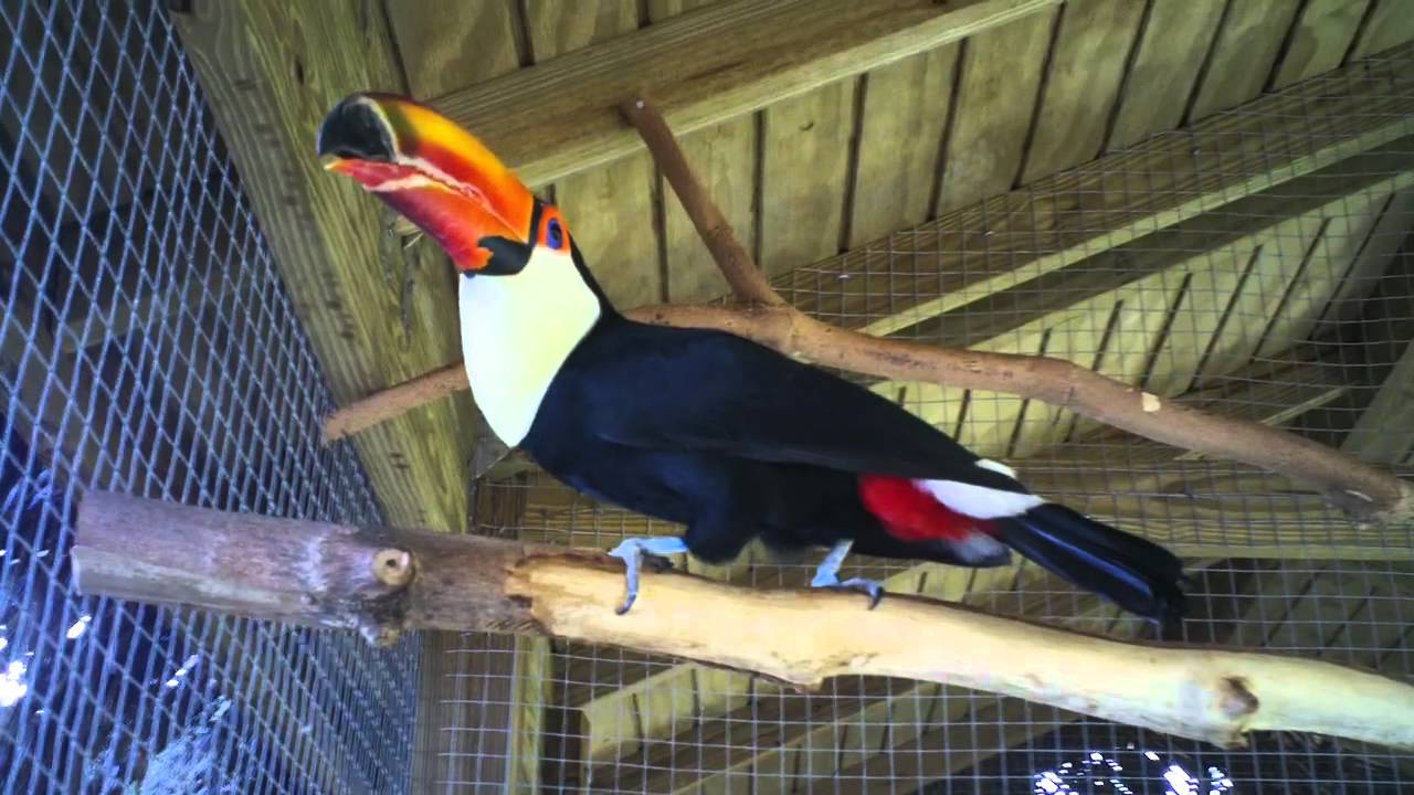 Toco Toucan Croaking Sound - YouTube