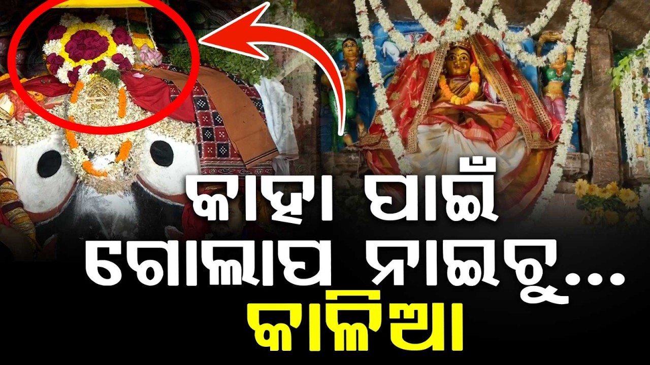 କାହା ପାଇଁ ଗୋଲାପ ନାଇଚୁ...କାଳିଆ | Niladri Bije 2026 | Jay Jagannath | Maa Laxmi | Argus News