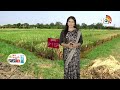 రైతులకు అందుబాటులో బాస్మతి వరి రకాలు | Varieties of Basmati Rice | Matti Manishi | 10TV  - 09:29 min - News - Video