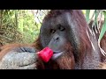 Chiles zoo animals get icy treats amid heatwave | REUTERS  - 00:58 min - News - Video