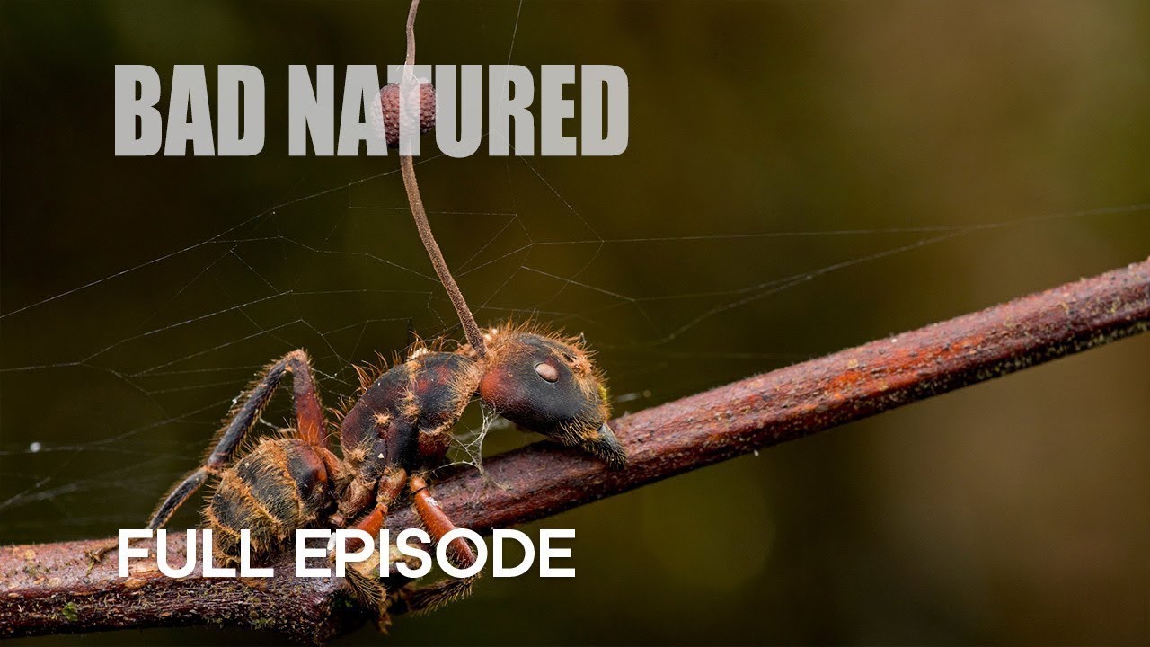 Cordyceps Cause Horror Scenes in Rainforest | Bad Natured | BBC Earth