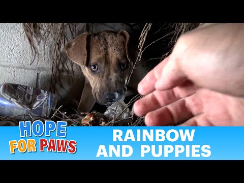 Hope For Paws: Homeless Pit Bull gives birth in a den during a massive rainstorm. SO MANY PUPPIES!