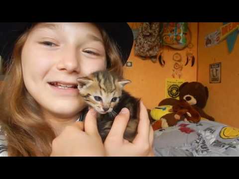 La Chanson Des Animaux // Satine Walle