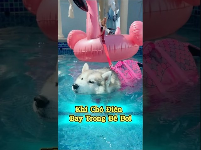 Khi Chó Điên Bay Trong Bể Bơi🏊‍♀️🐾 #thúcưng #vậtnuôi #chómèohàihước #funny #meohera