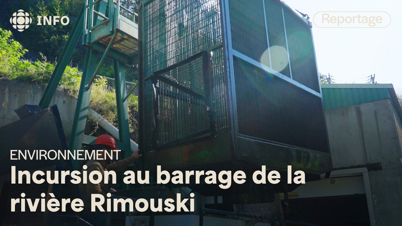Ces saumons remontent la rivière… en camion