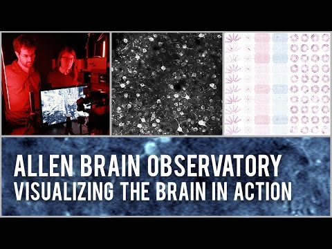 The Allen Institute for Brain Science today announced the release of the Allen Brain Observatory: a highly standardized survey of cellular-level activity in the mouse visual system. This dynamic tool empowers scientists to investigate how circuits in the behaving mouse brain coordinate to drive activity and perception, and lays a crucial foundation for understanding perception, cognition and ultimately consciousness. The Allen Institute for Brain Science today announced the release of the Allen Brain Observatory: a highly standardized survey of cellular-level activity in the mouse visual system. This dynamic tool empowers scientists to investigate how circuits in the behaving mouse brain coordinate to drive activity and perception, and lays a crucial foundation for understanding perception, cognition and ultimately consciousness.