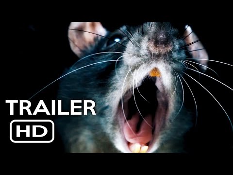 Rats'