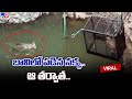 Jackal's Tale of Survival: Viral Video of Dramatic Rescue From Well
