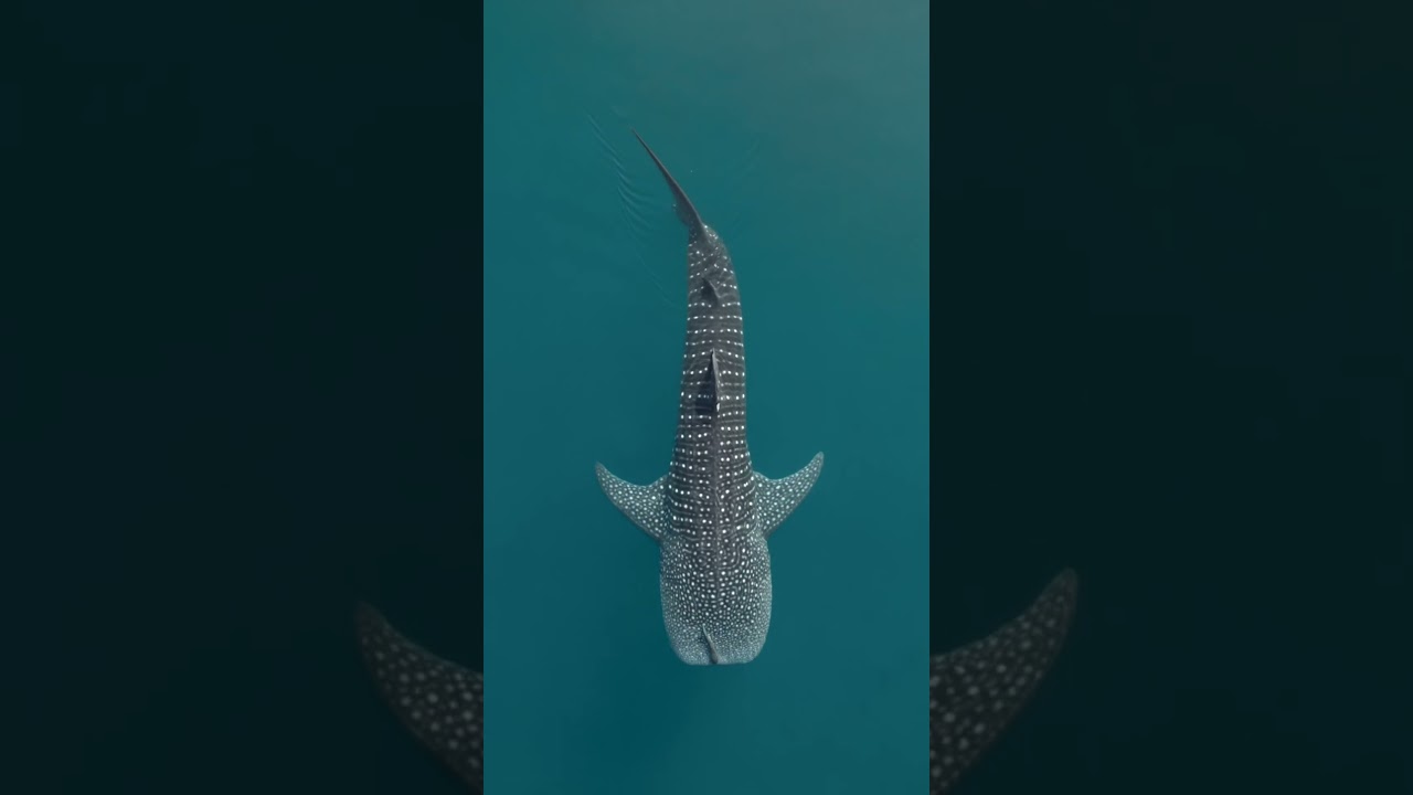 The sea's largest fish? 🤯 #WhaleShark #Shorts