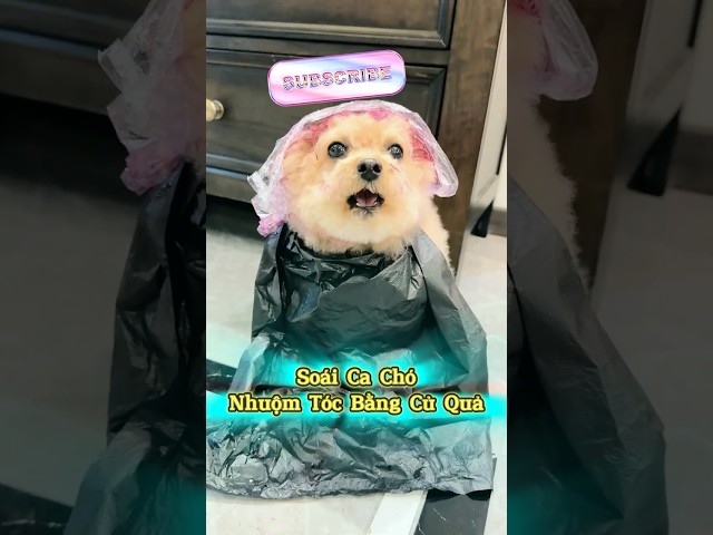 👉 Soái Ca Chóa Nhuộm Tóc Bằng Củ Quả Siêu Yêu #emthocreview #shorts #SenBoss #PetCatTikTok #ChoMeo