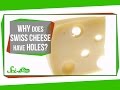 Why Does Swiss Cheese Have Holes?